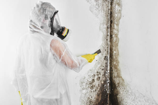 Best Insurance-Related Mold Remediation in Weyers Cave, VA