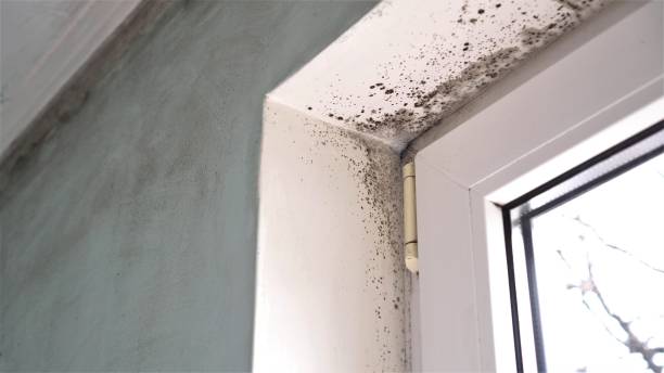 Best Residential Mold Remediation in Weyers Cave, VA