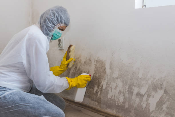 Best DIY Mold Remediation Support Services in Weyers Cave, VA